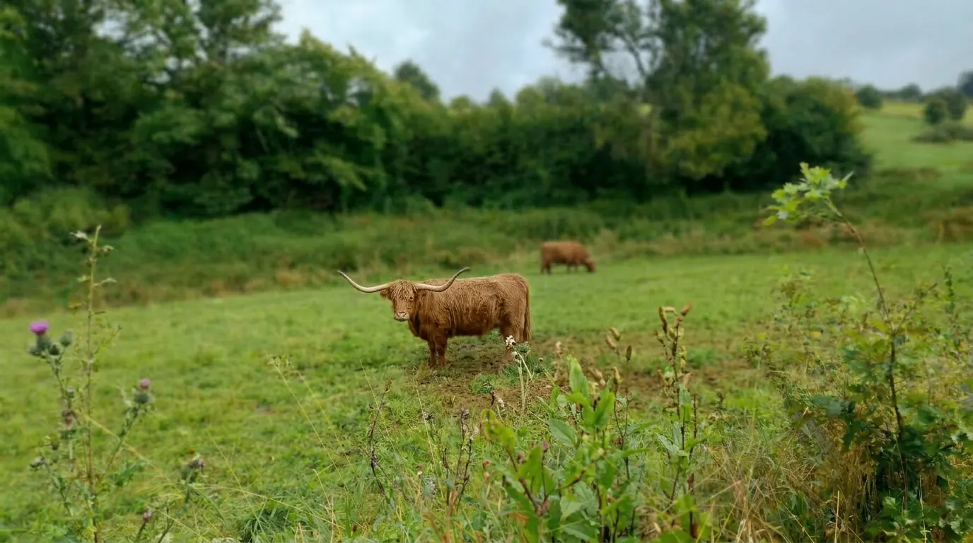 Schotse Hooglander in de wei